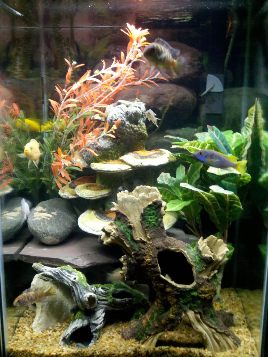Rated #37: 47 Gallons Freshwater Fish Tank - 47 gallon vertical tank with mixed African Cichlids.