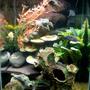 47 gallons freshwater fish tank (mostly fish and non-living decorations) - 47 gallon vertical tank with mixed African Cichlids.