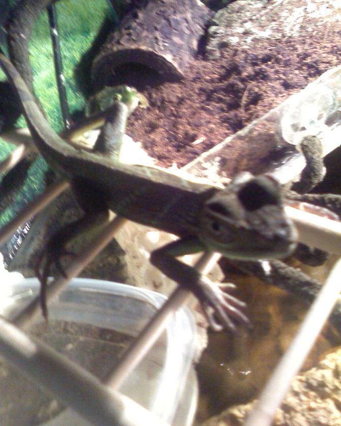 freshwater fish - periophthalmus modestus - mudskipper stocking in 55 gallons tank - iggy