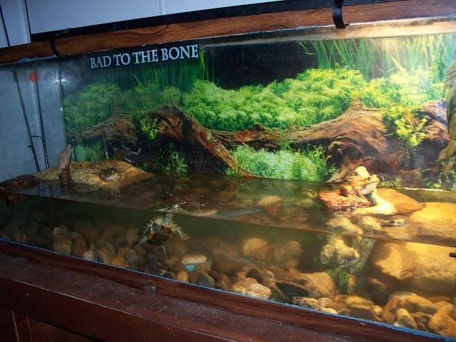 corals inverts stocking in 55 gallons tank - wreg