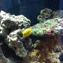saltwater fish - ostracion cubicus - cubicus boxfish stocking in 35 gallons tank - More Dotty the Yellow Boxfish - Loving her new home!! Eating well and loving the exploring!