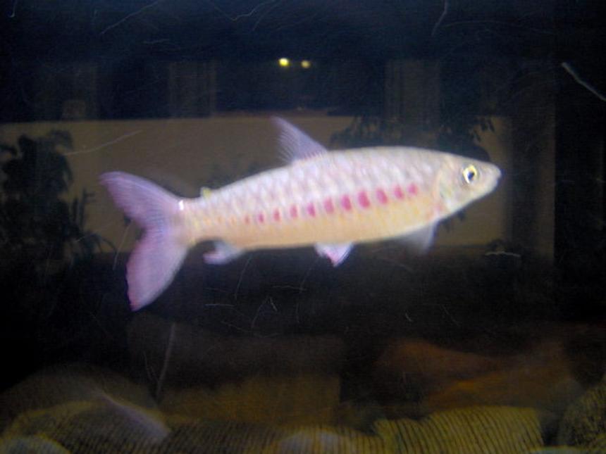 Rated #308: 100 Gallons Freshwater Fish Tank - Can you identify these fish??