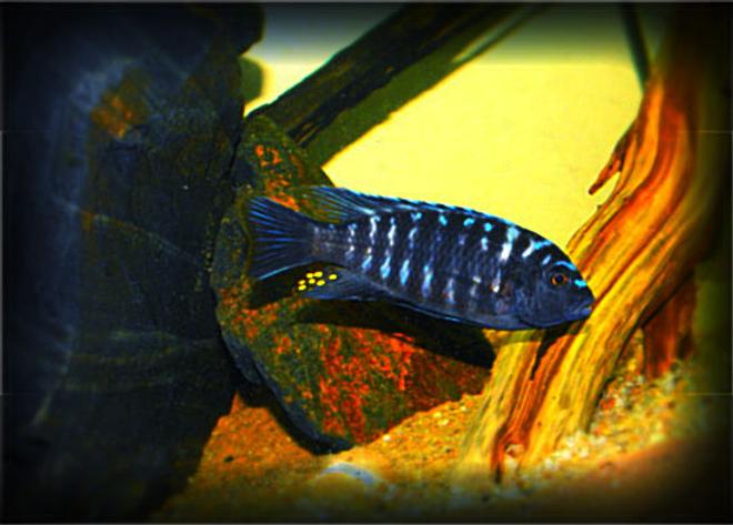 freshwater fish - labeotropheus fuelleborni - fuelleborni cichlid, marmalade - African Cichlid