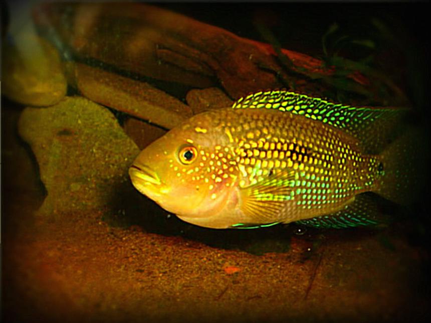 Rated #28: Freshwater Fish - Nandopsis Octofasciatum - Jack Dempsey - jack dempsey