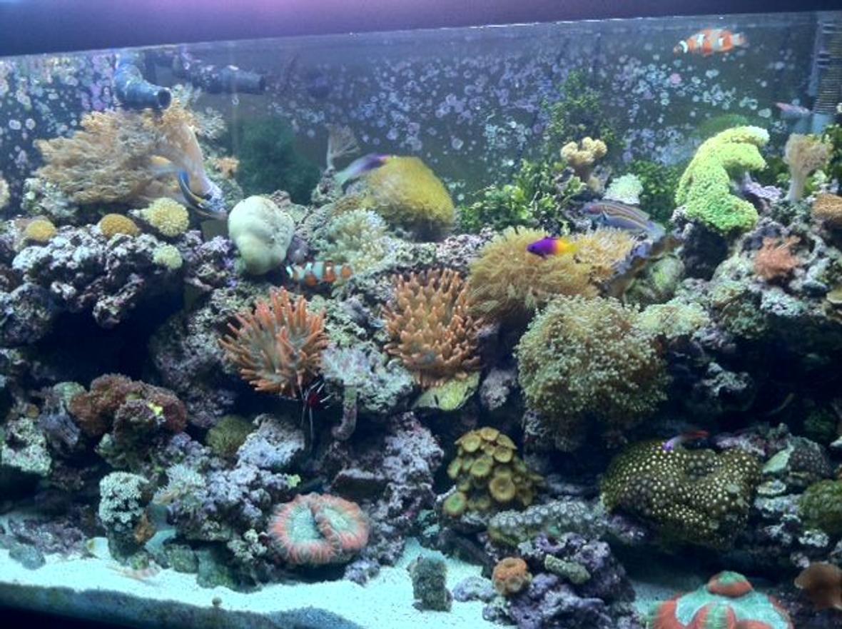 90 gallons reef tank (mostly live coral and fish) - 90 Gallon Reef Tank