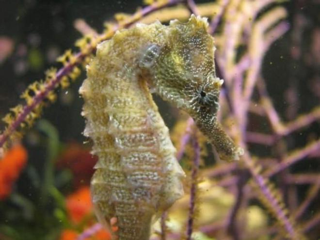 saltwater fish - hippocampus reidi - brazilian reidi seahorse stocking in 120 gallons tank - Seahorse named Pierre