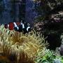 saltwater fish - amphiprion ocellaris var. - black and white ocellaris clownfish stocking in 120 gallons tank - Clowns with anemone