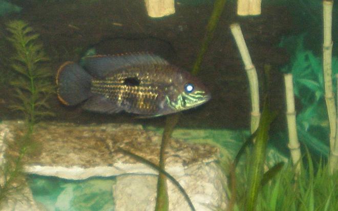 freshwater fish - aequidens rivulatus - green terror stocking in 30 gallons tank - My Green Terror Named -Kush