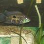 freshwater fish - aequidens rivulatus - green terror stocking in 30 gallons tank - My Green Terror Named -Kush