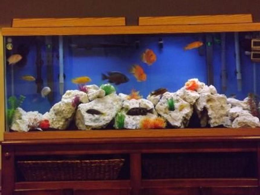 Rated #100: 55 Gallons Freshwater Fish Tank - 55 Gallon