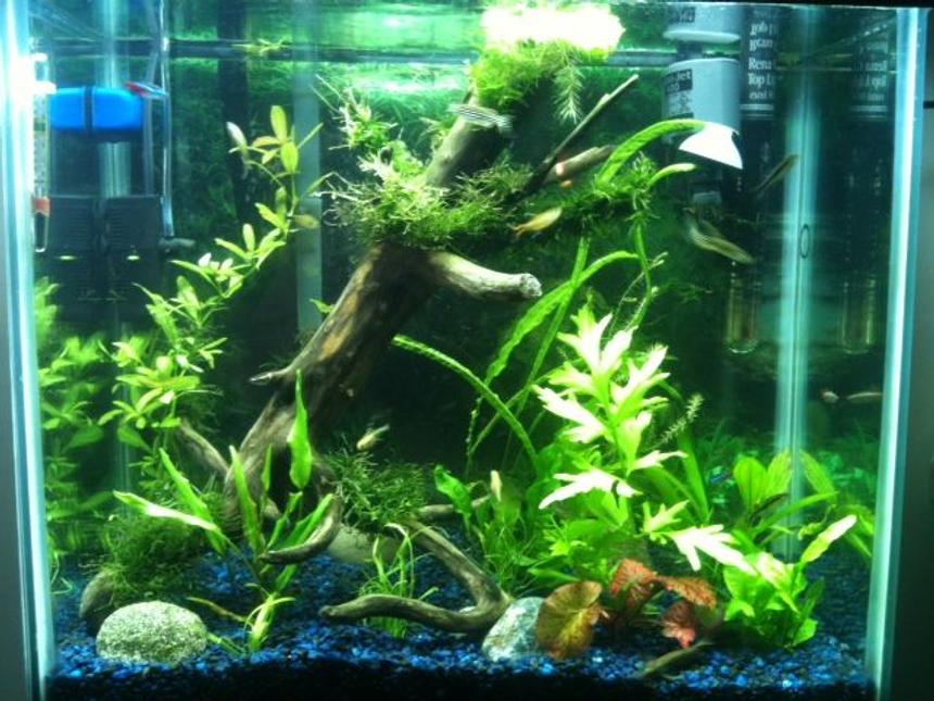 Rated #82: 15 Gallons Planted Tank - After a couple months of reseach on tanks and fish this is what I have come up with!