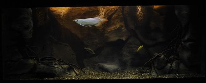 freshwater fish tank (mostly fish and non-living decorations) - Modern Amazon
Consist of Arowana and Cichlids.
Tank 5' x 2' x 2'