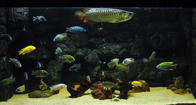 freshwater fish tank (mostly fish and non-living decorations) - My first 3D BG. 3 year old.
Made out of styrofoam.(no good)
We had to repair and add new materials after two years.
Consist of Arowana and cichlids.
5' x 30" x 30" tank size