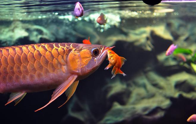freshwater fish - carassius auratus - fantail goldfish - GOODNIGHT KISS