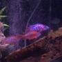 freshwater fish - aulonocara hansbaenschi - red peacock cichlid stocking in 100 gallons tank - some of our peackocks.. ohh and a skat fish in back.