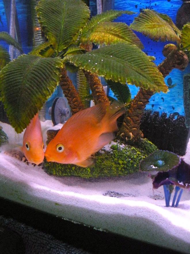 freshwater fish - heros severus x amphilophus citrinellum - blood parrot stocking in 29 gallons tank - two parrot cichlids