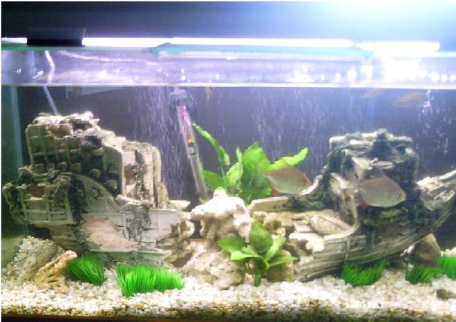 30 gallons freshwater fish tank (mostly fish and non-living decorations) - 4ft.....2 Silver Dollars, An Angelfish and several Danios
