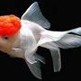 freshwater fish - carassius auratus - red cap oranda goldfish stocking in 30 gallons tank - Beautiful RedCap