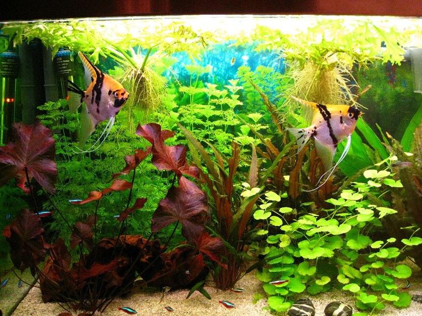 Rated #27: 42 Gallons Planted Tank - This is my favorite couple of angelfish which had lots of babies until now.