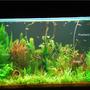 53 gallons planted tank (mostly live plants and fish) - My planted tank ...my love and my peace and my most beloved possesion