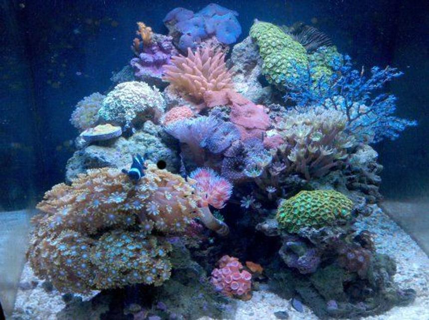 Rated #7: 28 Gallons Reef Tank - Nano reef