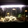 30 gallons freshwater fish tank (mostly fish and non-living decorations) - 30G