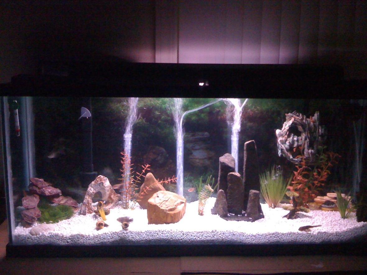 55 gallons freshwater fish tank (mostly fish and non-living decorations) - 55 gallon with tiger oscar and common pleco