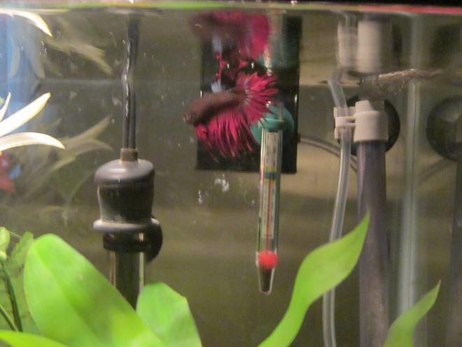 freshwater fish - betta splendens - crown tail betta stocking in 46 gallons tank - My Son Jeffrey