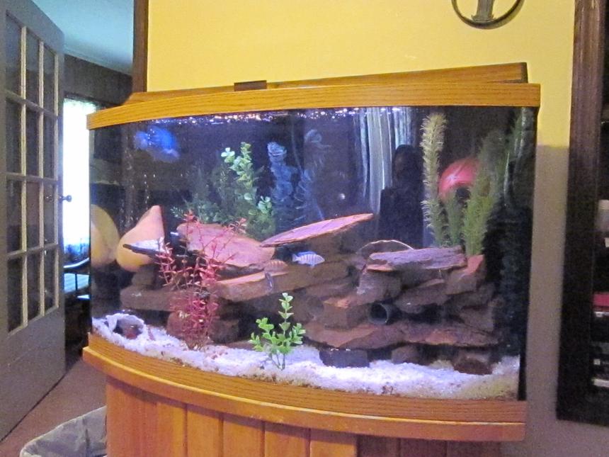 Rated #75: 46 Gallons Freshwater Fish Tank - My African Cichlid tank 46 Bow Front - Moving to 125 Gallon tank soon. 8 cichlids
