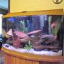 46 gallons freshwater fish tank (mostly fish and non-living decorations) - My African Cichlid tank 46 Bow Front - Moving to 125 Gallon tank soon. 8 cichlids