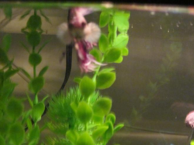 freshwater fish - betta splendens - betta stocking in 46 gallons tank - Benjamin Looking at me ; D