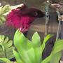 freshwater fish - betta splendens - crown tail betta stocking in 46 gallons tank - Jeffrey the Show fish