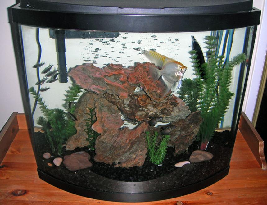 Rated #211: 26 Gallons Freshwater Fish Tank - My tank as of August 11, 2011.