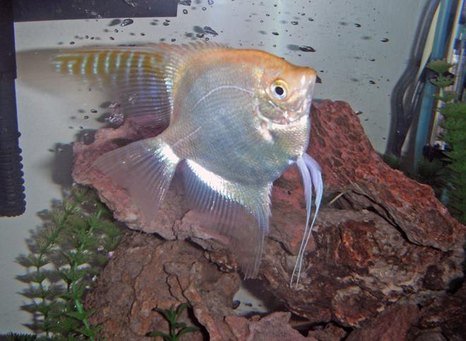 freshwater fish - pterophyllum scalare - sunset blushing veil angelfish stocking in 26 gallons tank - My one year-old Angelfish Lieutenant Shiny Sides. 4 inches tall, always seeking more food and attention.
