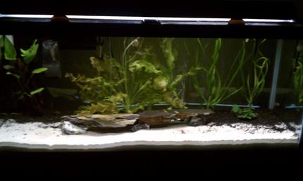 75 gallons planted tank (mostly live plants and fish) - Sorry for the bad quality I don't own a camera I had to use my phone.