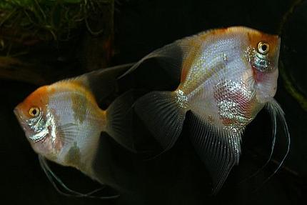 freshwater fish - pterophyllum scalare - sunset blushing veil angelfish - Sunset Blushing Angelfish Females
