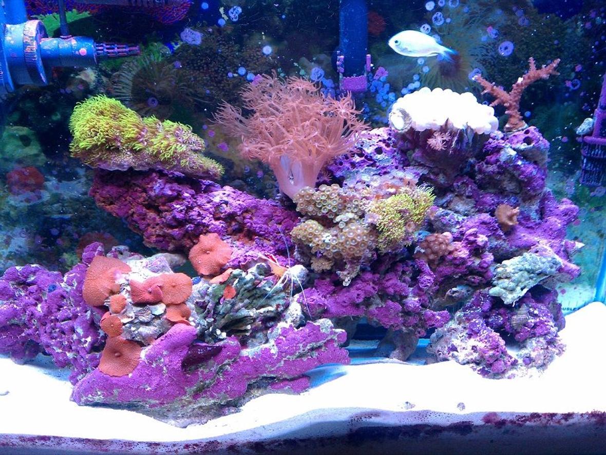 30 gallons reef tank (mostly live coral and fish) - my 30 gal reef tank