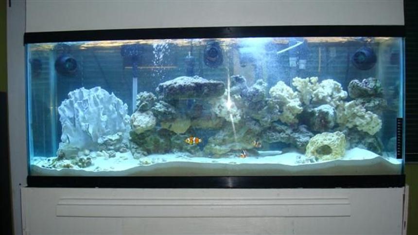 Rated #6: 55 Gallons Saltwater Fish Tank - My 55 gallon with 300 watt power compact lights, fluval 405 filter, 3 hydor coralia powerheads, 3 clowns and dragon wrasse