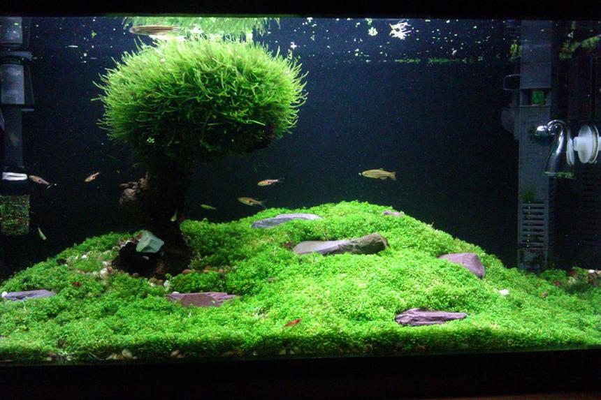 Rated #8: 15 Gallons Planted Tank - Please forgive the quality, was taken with a phone.