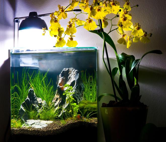 4 gallons planted tank (mostly live plants and fish) - 16l Eheim nano tank