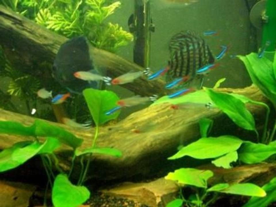 freshwater fish - hemigrammus bleheri - true rummynose tetra stocking in 55 gallons tank - some neon, and rummy nose tetras with discus in background