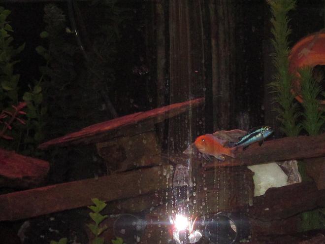 freshwater fish - aulonocara sp. - strawberry peacock cichlid stocking in 46 gallons tank