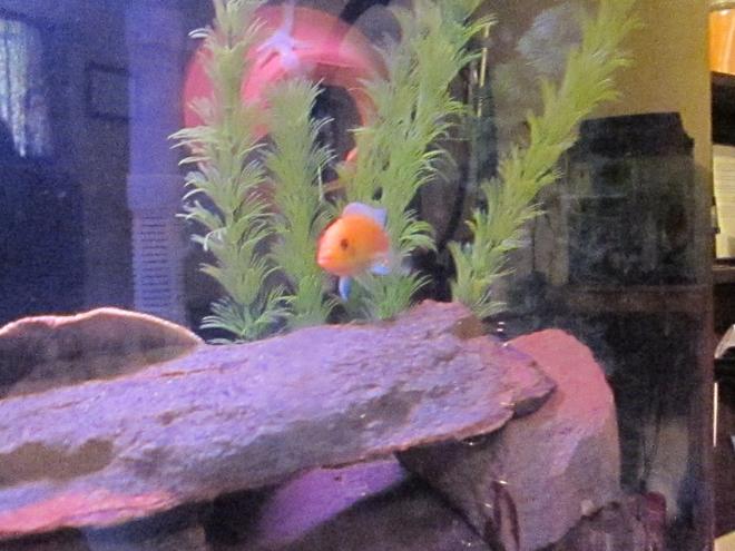 freshwater fish - aulonocara sp. - strawberry peacock cichlid stocking in 46 gallons tank