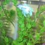freshwater fish - betta splendens - crown tail betta stocking in 46 gallons tank - My sick Betta