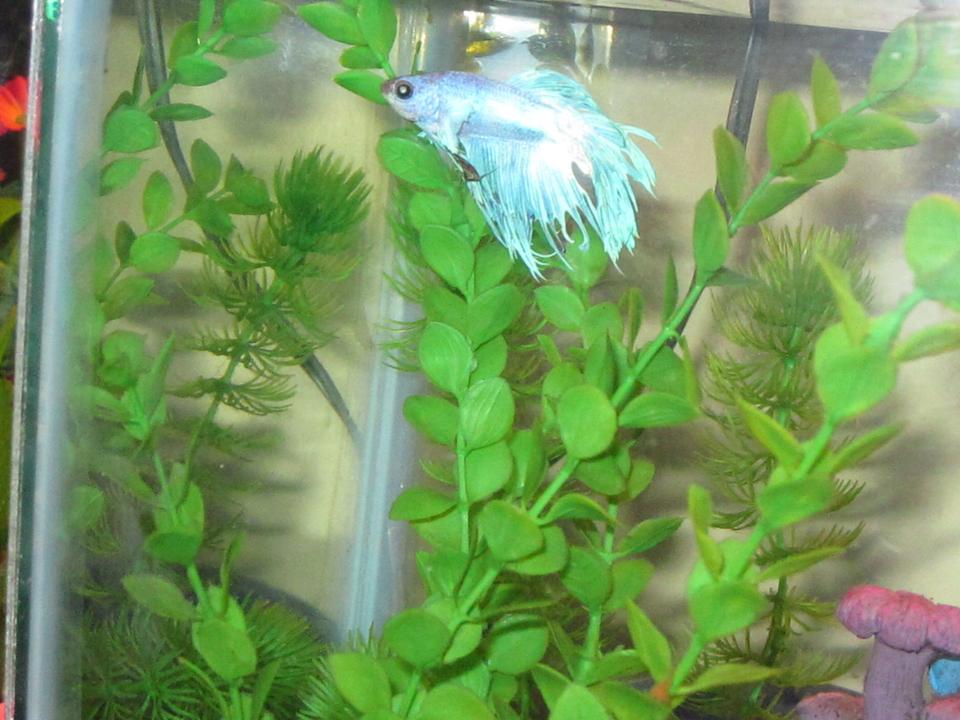 freshwater fish - betta splendens - crown tail betta stocking in 46 gallons tank - My sick Betta