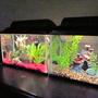 fish tank picture - Jeffrey & Benjamin