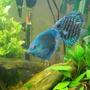 freshwater fish - symphysodon sp. - blue diamond discus stocking in 55 gallons tank - my blue diamond and red turquoise discus