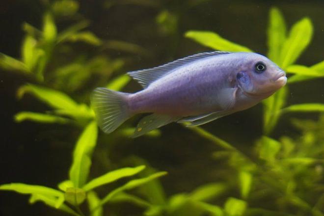 freshwater fish - maylandia callainos - blue cobalt cichlid stocking in 75 gallons tank - One of my three cobalt blue cichlids. This species hails from Lake Malawi.