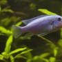 freshwater fish - maylandia callainos - blue cobalt cichlid stocking in 75 gallons tank - One of my three cobalt blue cichlids. This species hails from Lake Malawi.