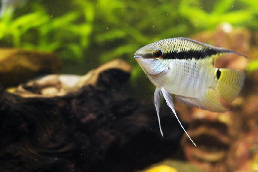 Rated #275: Freshwater Fish - Mesonauta Festivus - Festive Cichlid Stocking In 75 Gallons Tank - My festive.